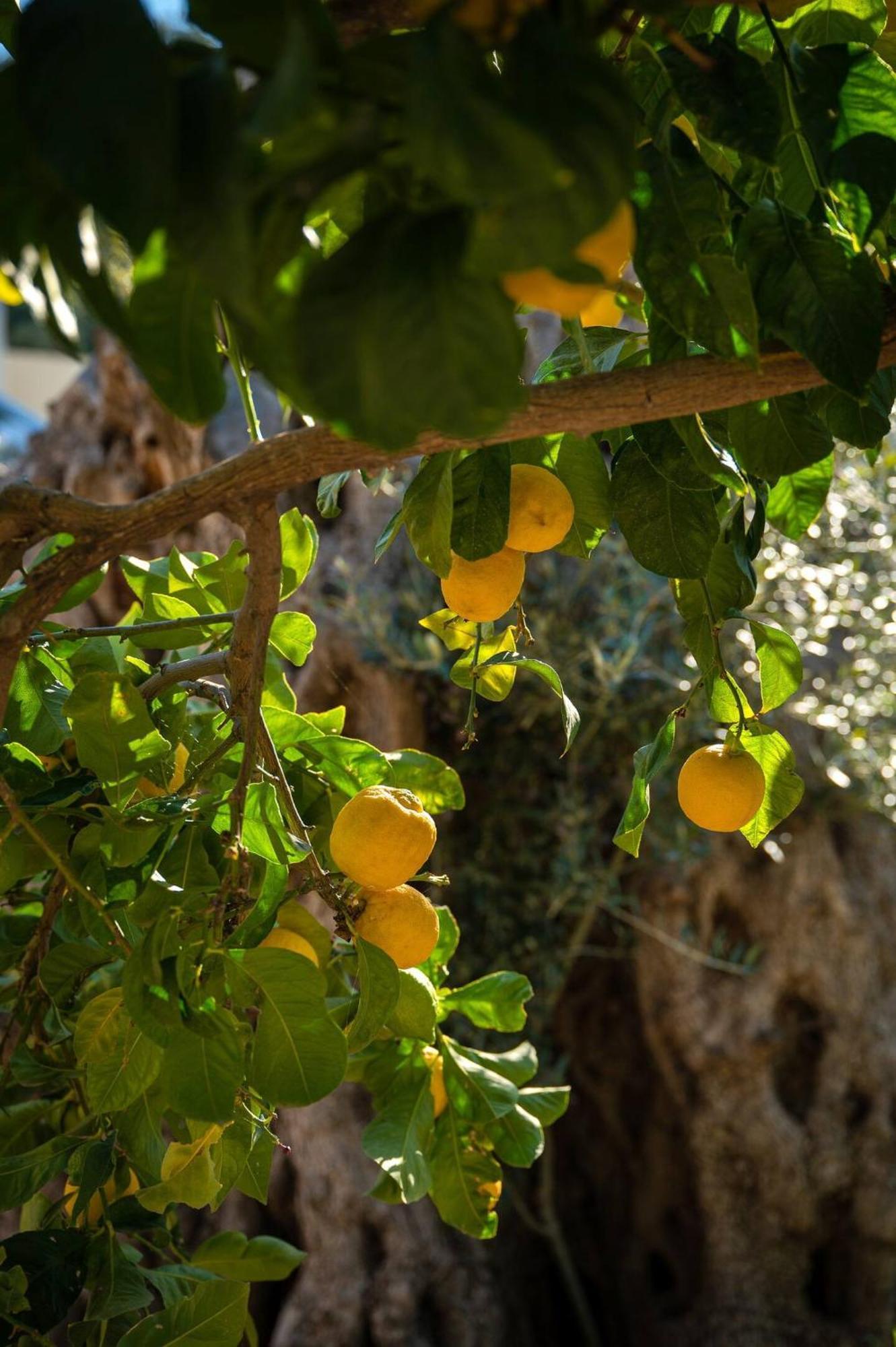 Physis Country House Near Matala Beach & Faistos Kouses Екстер'єр фото